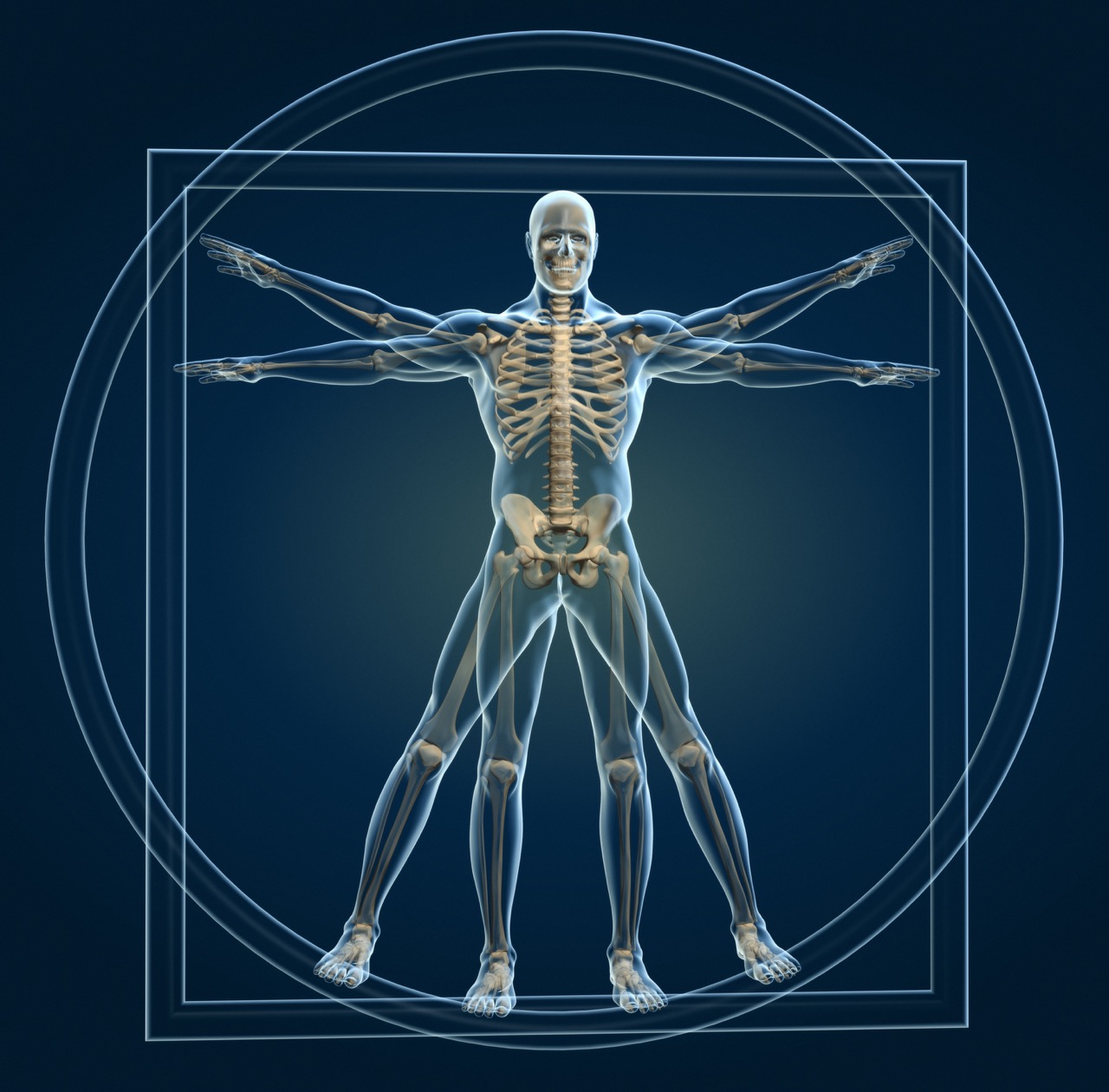 Skeleton in vitruvian